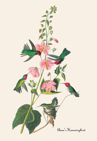 Anna&#39;s Hummingbird 20x30 poster