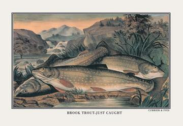 Brook Trout: Just Caught 20x30 poster