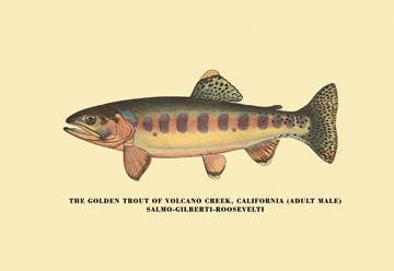 The Golden Trout of Volcano Creek 20x30 poster