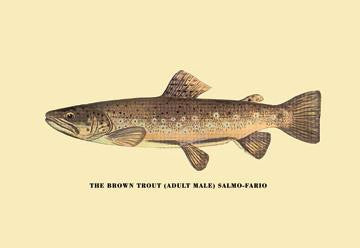 The Brown Trout 20x30 poster