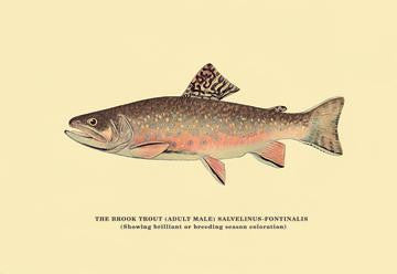 The Brook Trout (Showing Brilliant or Breeding Season Coloration) 20x30 poster