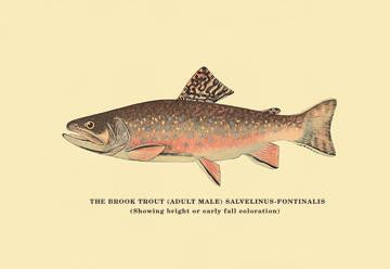 The Brook Trout (Showing Bright or Early Fall Coloration) 20x30 poster