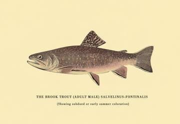 The Brook Trout (Showing Subdued or Early Summer Coloration) 20x30 poster