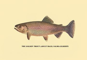 The Golden Trout 20x30 poster