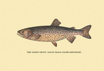 The Tahoe Trout 20x30 poster