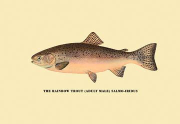 The Rainbow Trout 20x30 poster