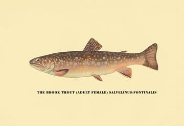 The Brook Trout (Adult Female) 20x30 poster