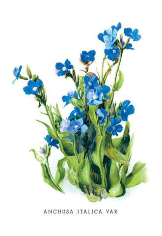 Anchusa Italica Var 24x36 Giclee