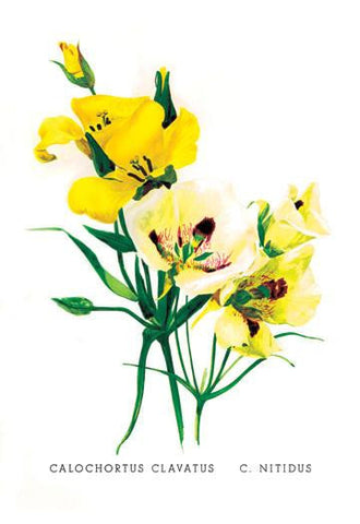 Calochortus Claratus: C. Nitidus 24x36 Giclee