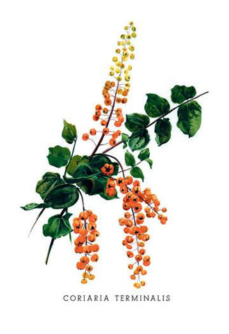 Coriaria Terminalis 24x36 Giclee