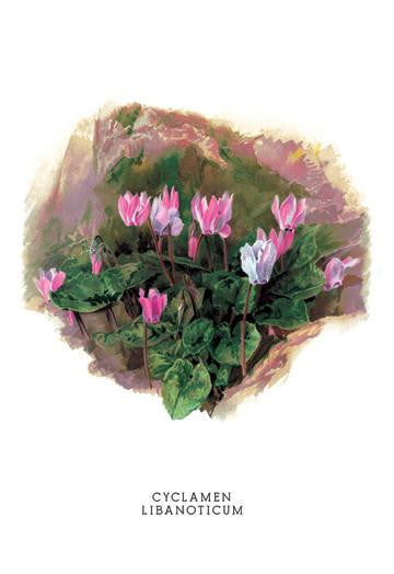 Cyclamen Libanoticum 24x36 Giclee