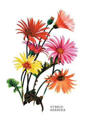 Hybrid Gerbera 24x36 Giclee