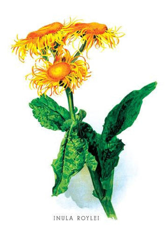 Inula Roylei 24x36 Giclee