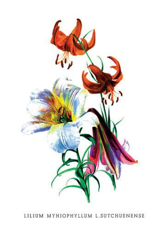 Lilium Myhiophyllum: L. Sutchuenense 24x36 Giclee