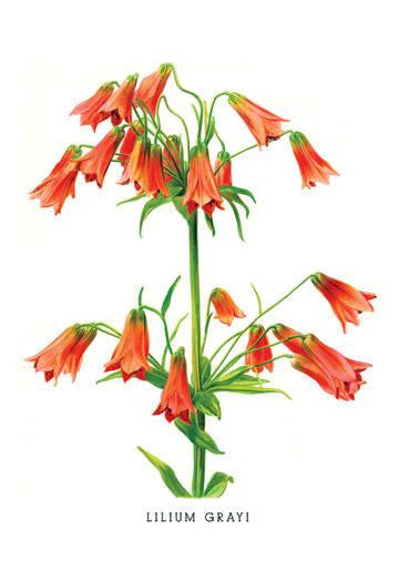 Lilium Grayi 24x36 Giclee