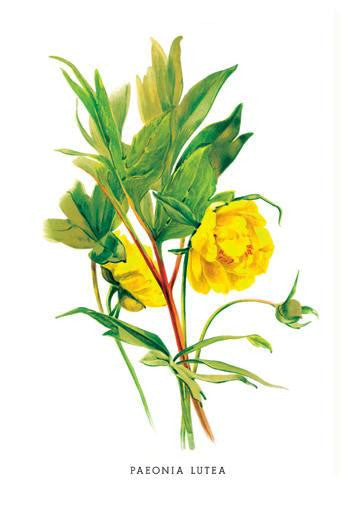 Paeonia Lutea 24x36 Giclee