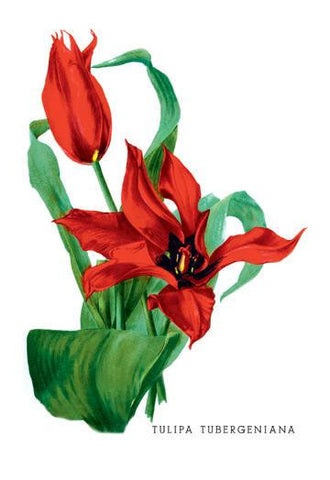 Tulipa Tubergeniana 24x36 Giclee