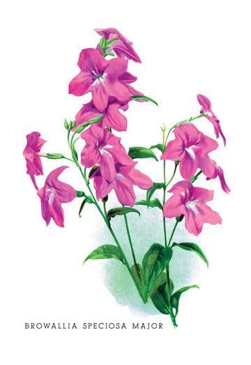 Browallia Speciosa Major 24x36 Giclee