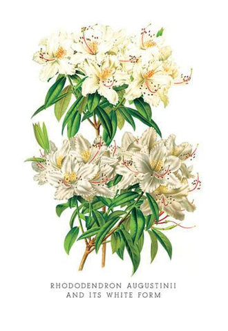 Rhododendron Augustinii and Its White Form 24x36 Giclee