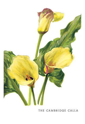 The Cambridge Calla 24x36 Giclee