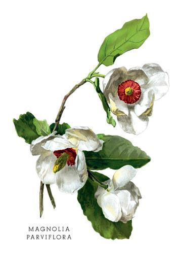 Magnolia Parviflora 24x36 Giclee