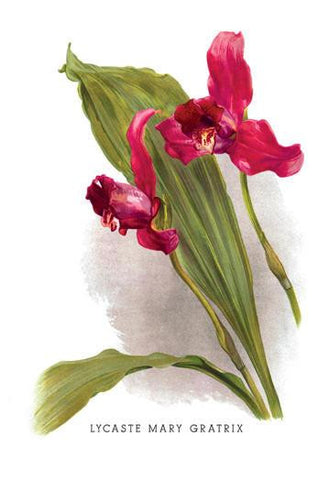 Lycaste Mary Gratrix 24x36 Giclee