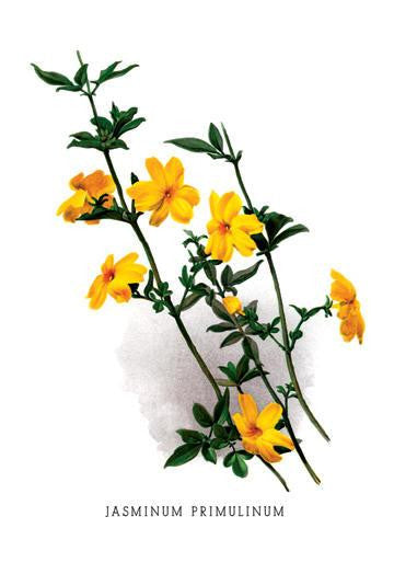 Jasminum Primulinum 24x36 Giclee