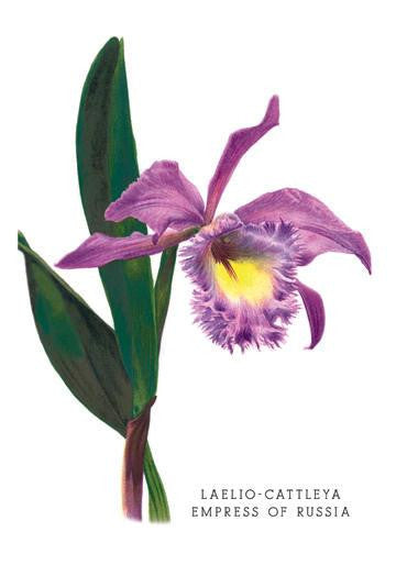 Laelio-Cattleya Empress of Russia 24x36 Giclee