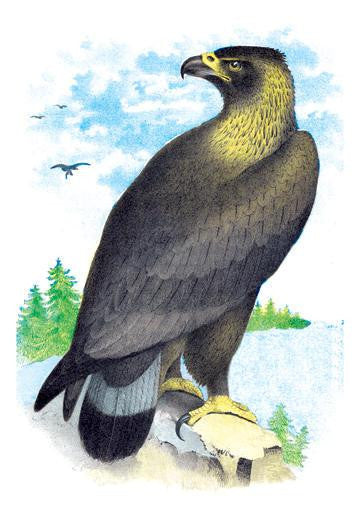 Golden Eagle  Ring-Tailed Eagle 24x36 Giclee