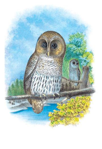 The Barred Owl 24x36 Giclee