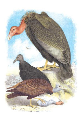 California Condor  Turkey Buzzard  and Carrion Crow 24x36 Giclee