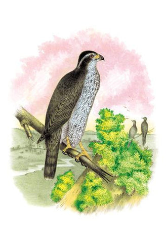 The Ash-Colored or Black-Cap Hawk 24x36 Giclee