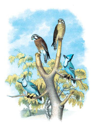 The Sparrow Hawk (Rusty-Crowned Falcon) 24x36 Giclee