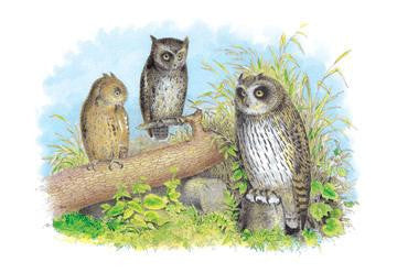 Short-Eared Owl and Screech Owl 24x36 Giclee