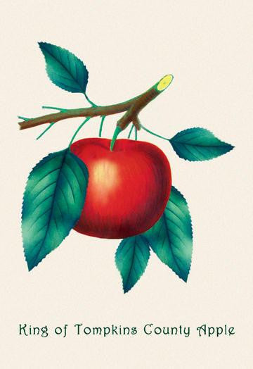 King of Tompkins County Apple 24x36 Giclee