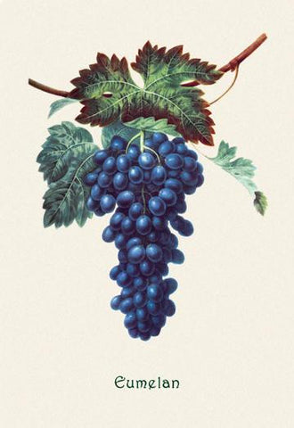Eumelan Grapes 24x36 Giclee