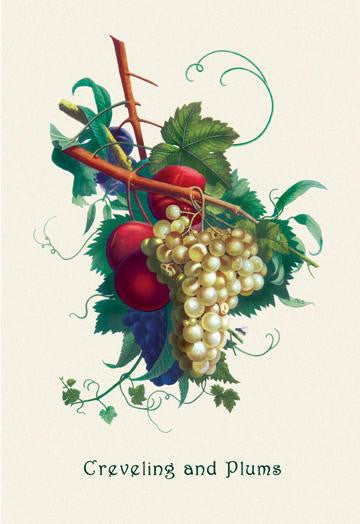 Creveling Grapes and Plums 24x36 Giclee