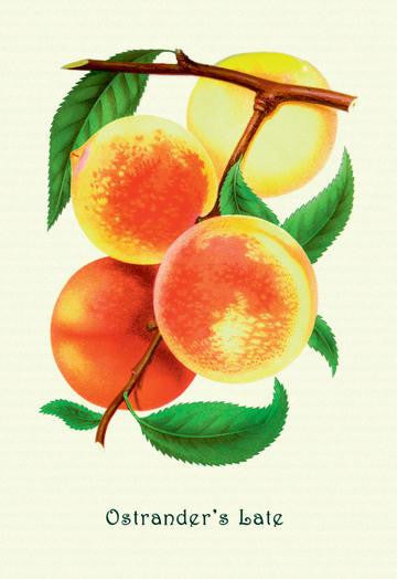 Ostrander&#39;s Late Peaches 24x36 Giclee