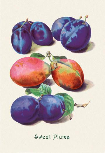 Sweet Plums 24x36 Giclee