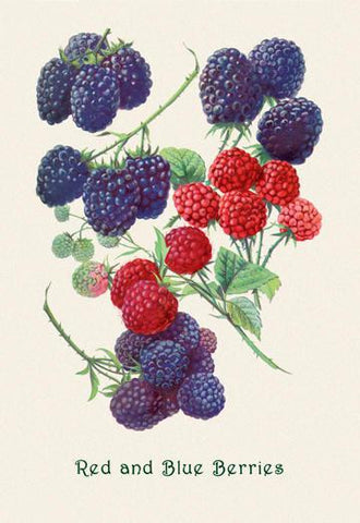 Red and Blue Berries 24x36 Giclee