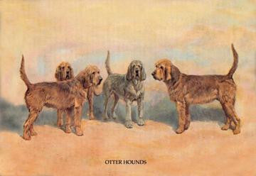 Otter Hounds 24x36 Giclee