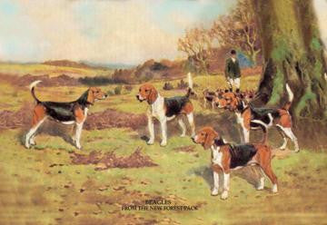 Beagles 24x36 Giclee