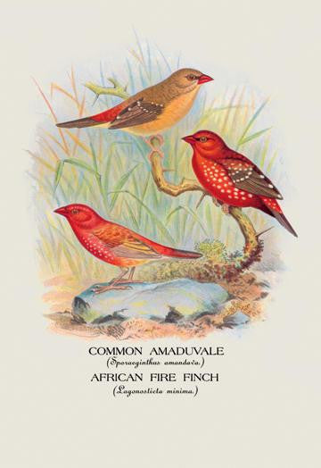 Common Amaduvale; American Fire Finch 24x36 Giclee