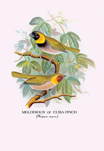 Melodious or Cuba Finch 24x36 Giclee