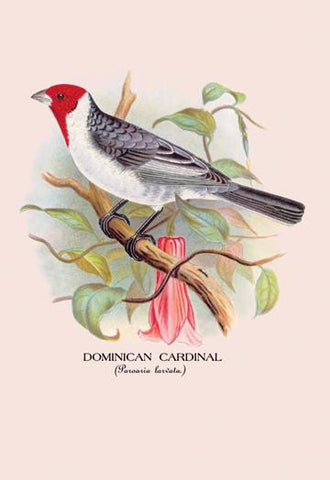 Dominican Cardinal 24x36 Giclee