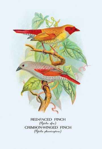 Red-Faced Finch; Crimson-Winged Finch 24x36 Giclee