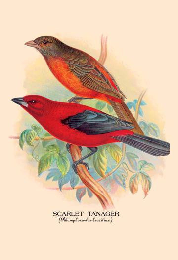 Scarlet Tanager 24x36 Giclee