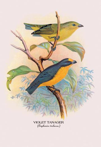 Violet Tanager 24x36 Giclee