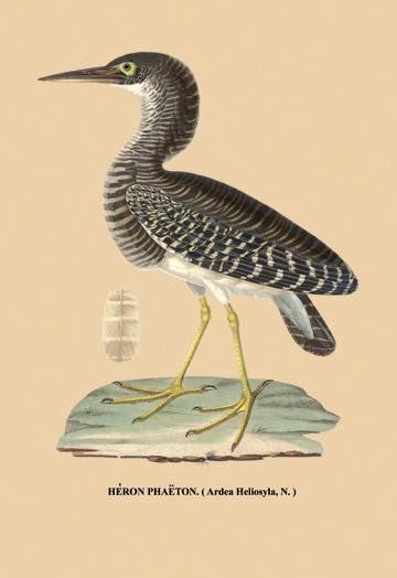 Heron Phaeton 24x36 Giclee