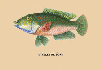 Girelle de Bory 24x36 Giclee